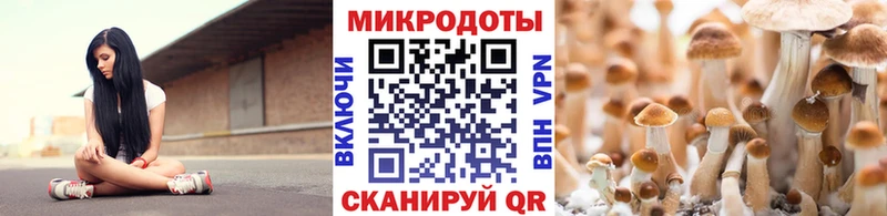Галлюциногенные грибы Psilocybine cubensis  Карачаевск 
